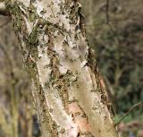Chionanthus retusus