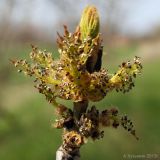 Fraxinus excelsior. Веточка с соцветием. Ростовская обл., Неклиновский р-н, Лакедемоновское с/п, у дороги. 21.04.2013.