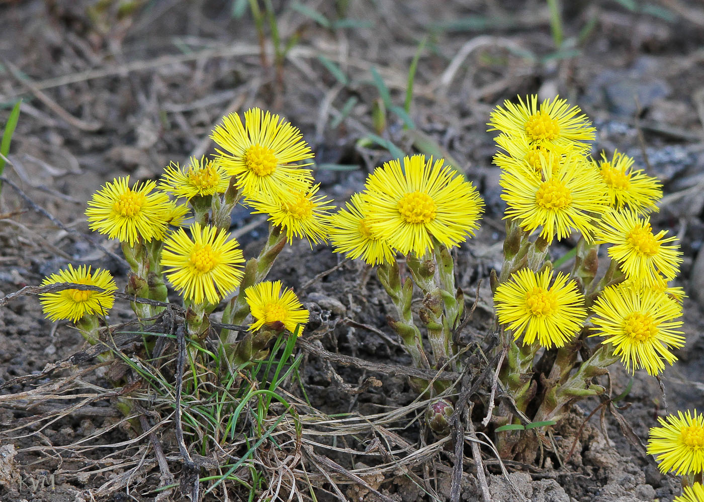 Image of Tussilago farfara specimen.