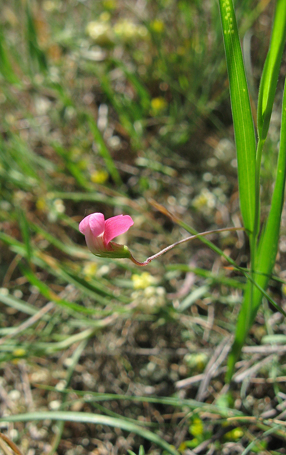 Изображение особи Lathyrus nissolia.