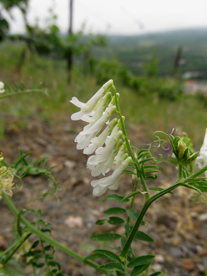 Изображение особи Vicia varia.