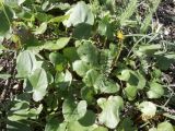 Ficaria stepporum