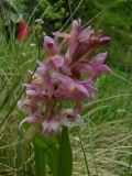 Dactylorhiza sambucina