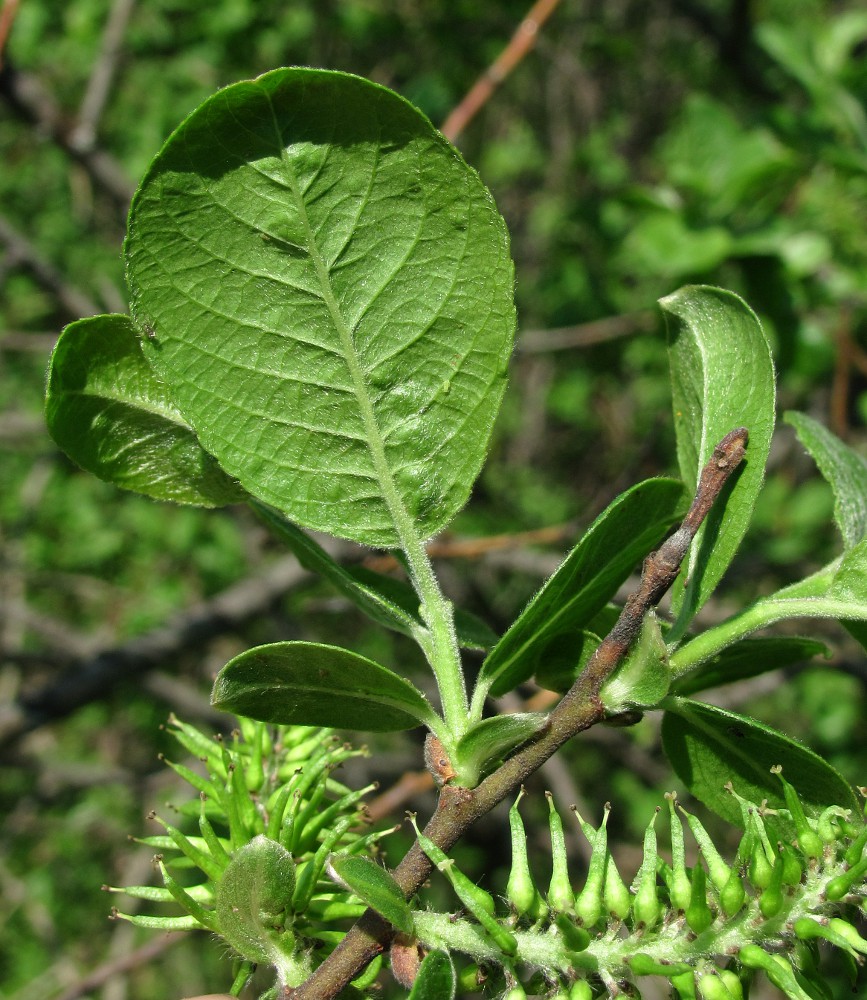 Image of Salix myrsinifolia specimen.