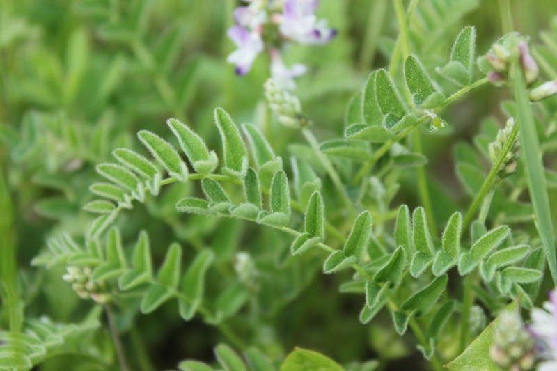 Изображение особи Astragalus alpinus.