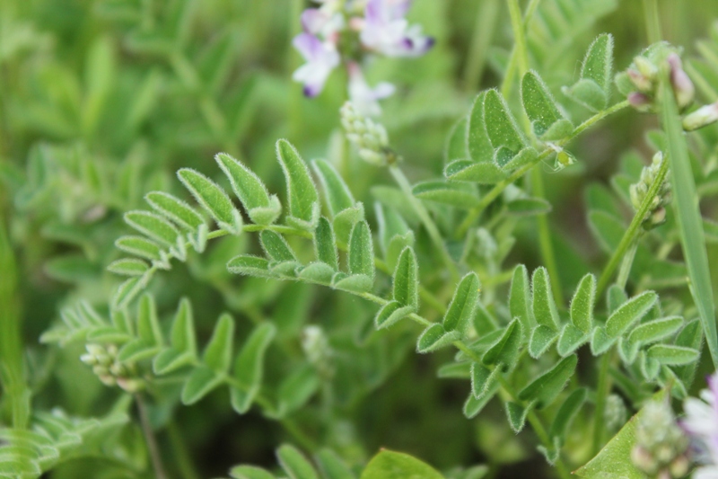 Image of Astragalus alpinus specimen.