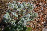 Salvia aethiopis. Цветущее растение в петрофитной степи. Севастополь, Караньское плато. 10.05.2013.