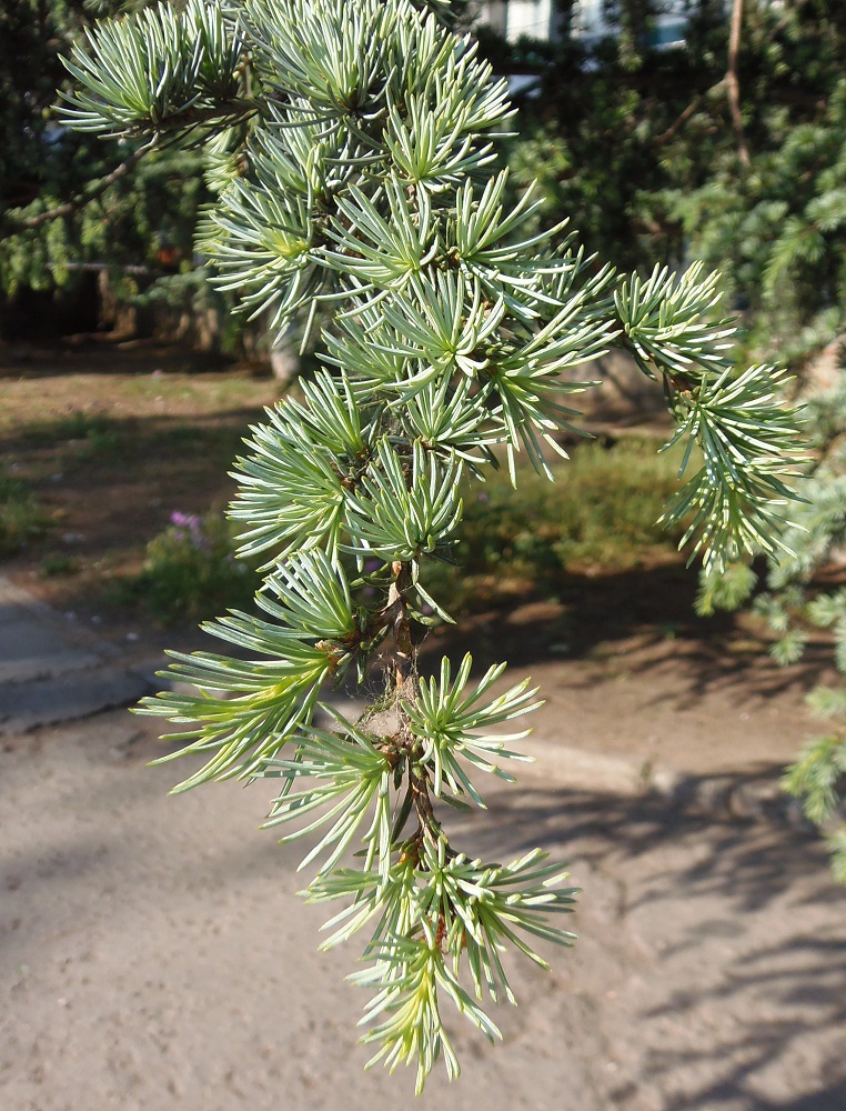 Image of Cedrus atlantica specimen.