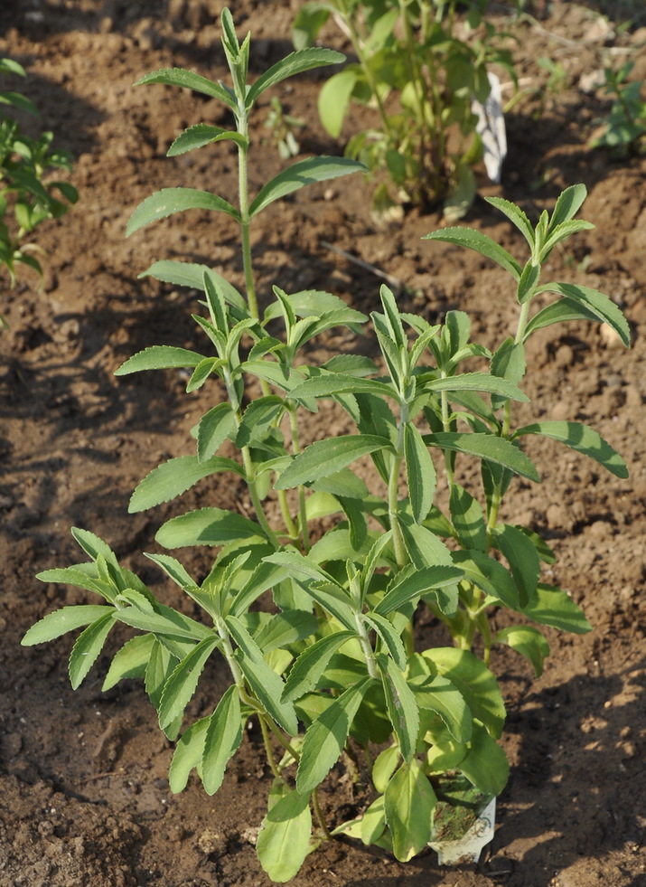Image of Stevia rebaudiana specimen.