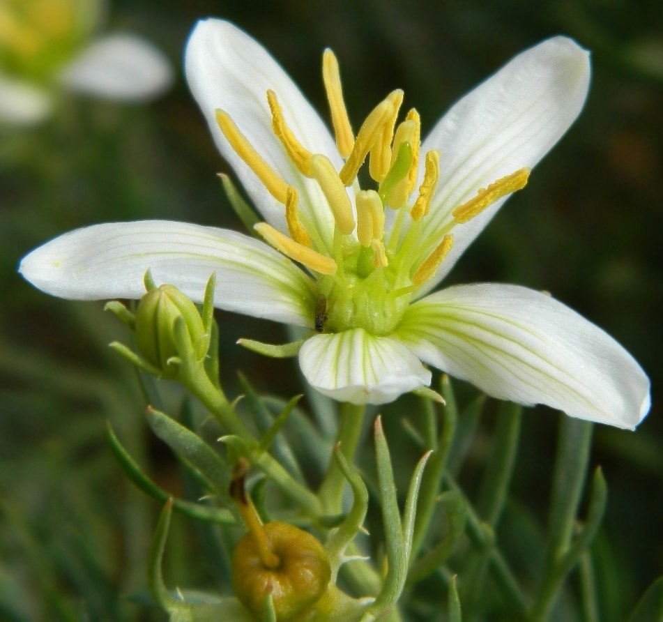 Image of Peganum harmala specimen.