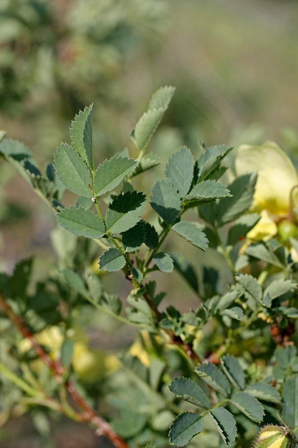 Image of Rosa kokanica specimen.
