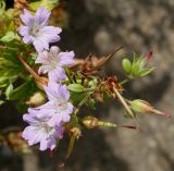 Geranium nodosum