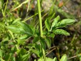 Schizonepeta multifida