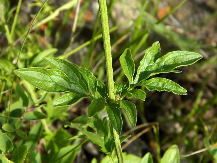 Image of Schizonepeta multifida specimen.