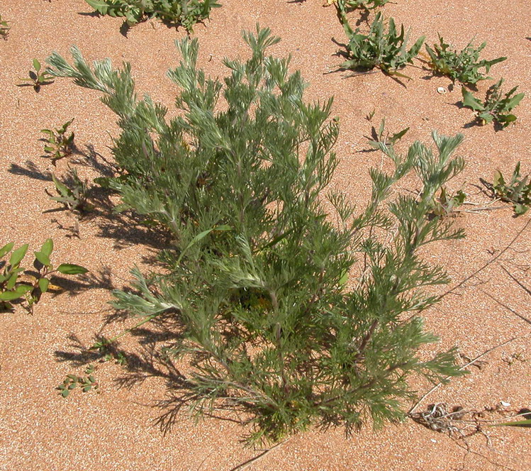 Image of Artemisia marschalliana specimen.