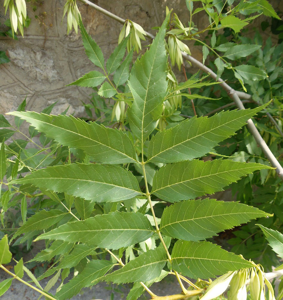 Изображение особи Fraxinus oxycarpa.