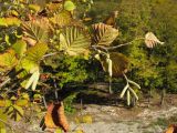 Corylus avellana