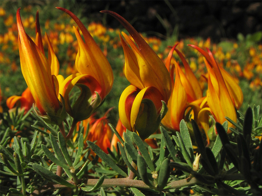 Image of Lotus maculatus specimen.