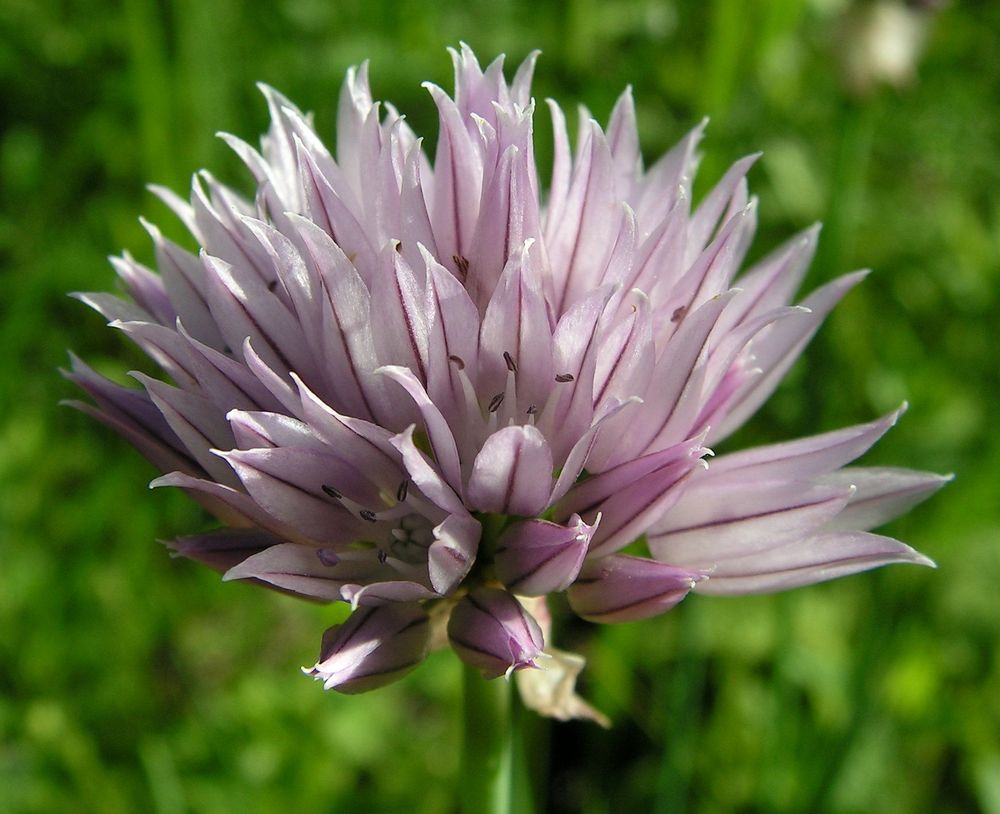 Изображение особи Allium schoenoprasum.