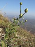 Centaurea salonitana. Расцветающее растение на каменистом склоне. Краснодарский край, Абинский р-н, хр. Грузинка, гора Шизе. 02.11.2013.