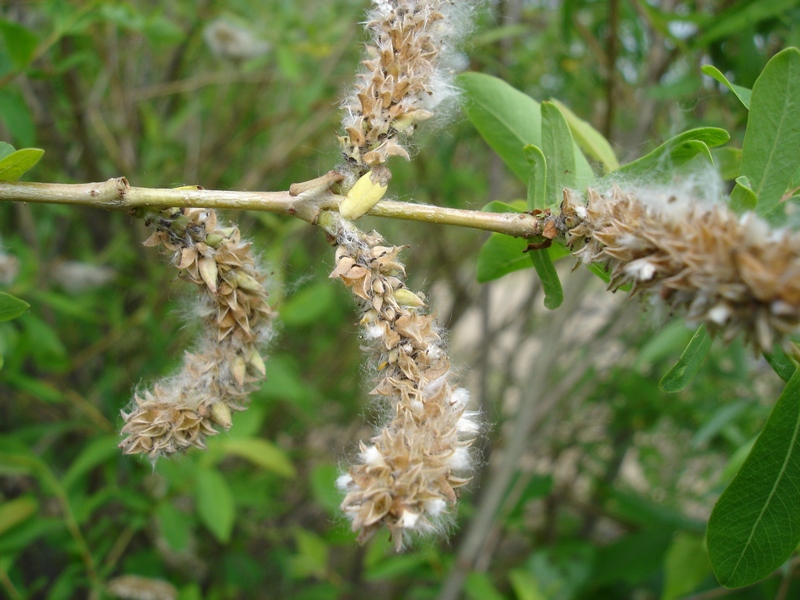 Image of Salix integra specimen.