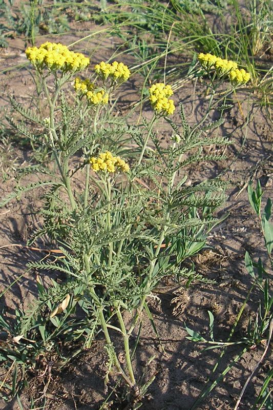 Изображение особи Achillea micrantha.