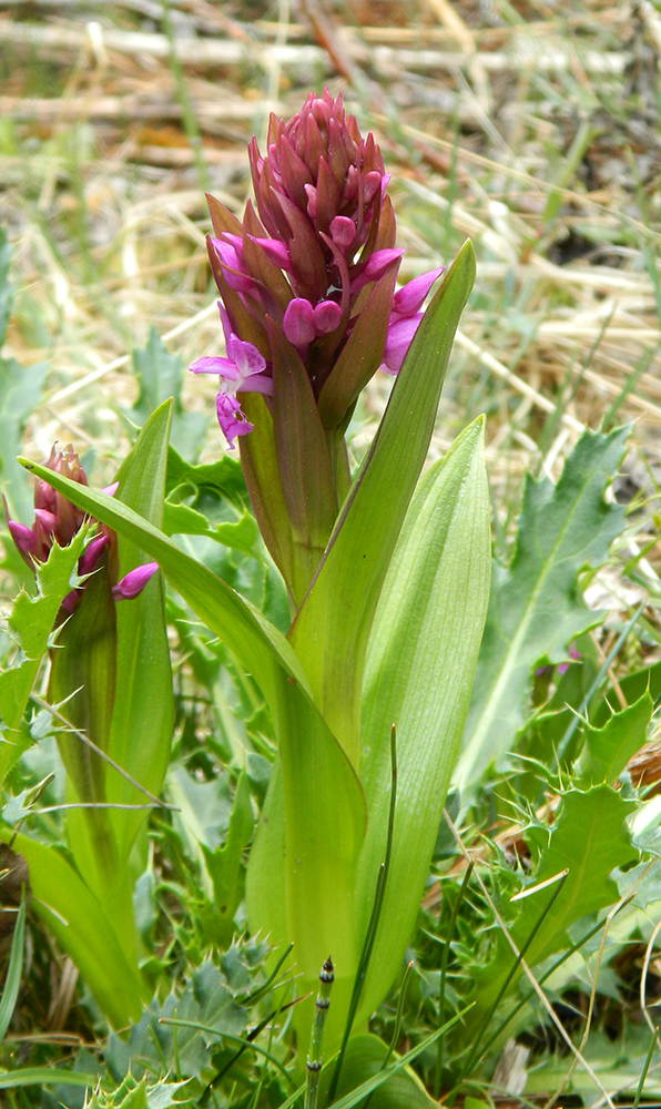 Image of Dactylorhiza euxina specimen.