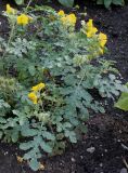 Solanum cornutum