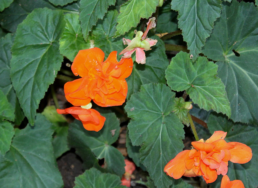 Image of Begonia × tuberhybrida specimen.