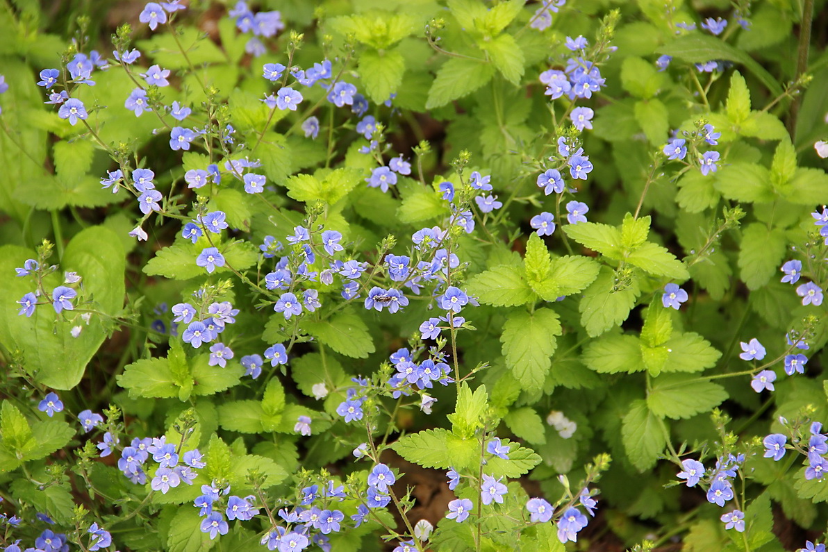 Image of Veronica chamaedrys specimen.