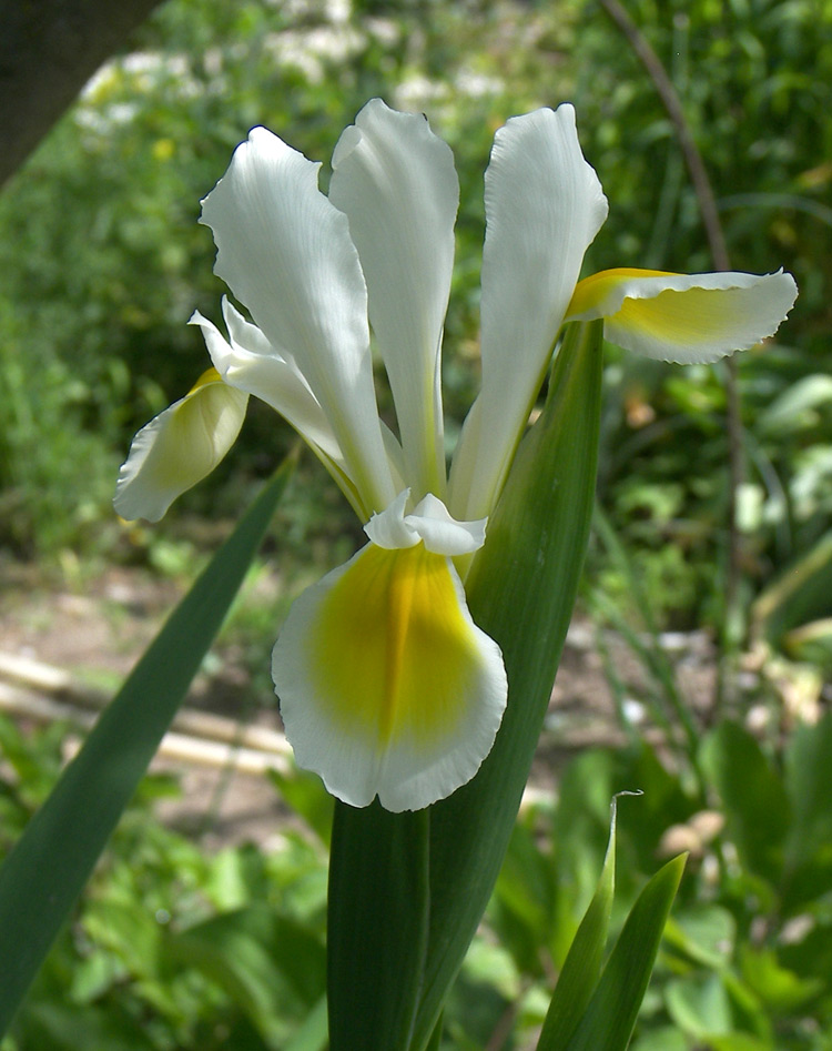 Image of Iris orientalis specimen.