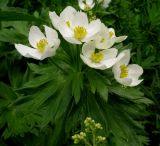 Anemonastrum crinitum