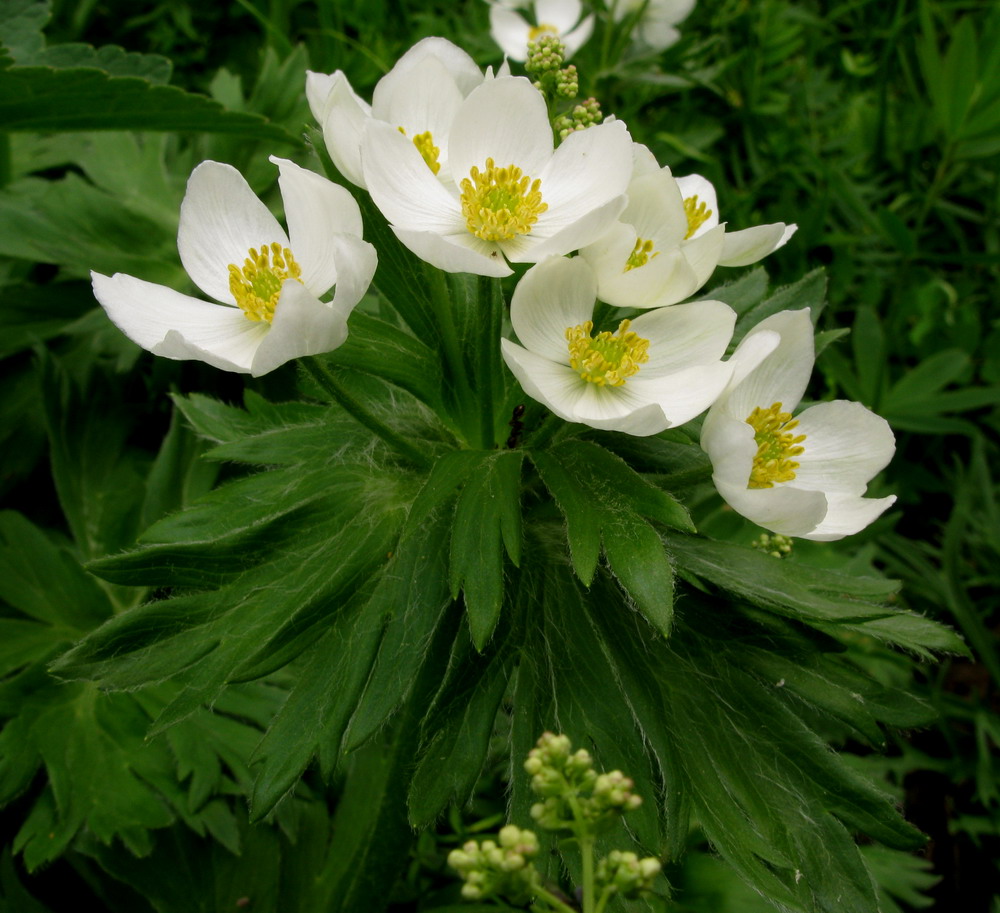 Image of Anemonastrum crinitum specimen.