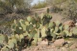 Opuntia engelmannii