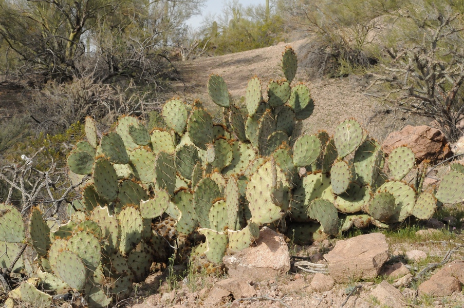 Изображение особи Opuntia engelmannii.