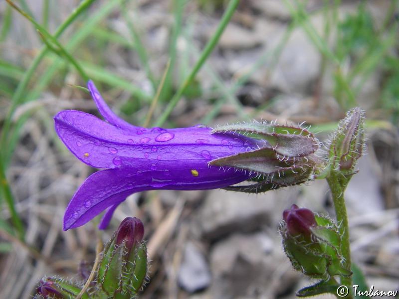 Изображение особи Campanula talievii.