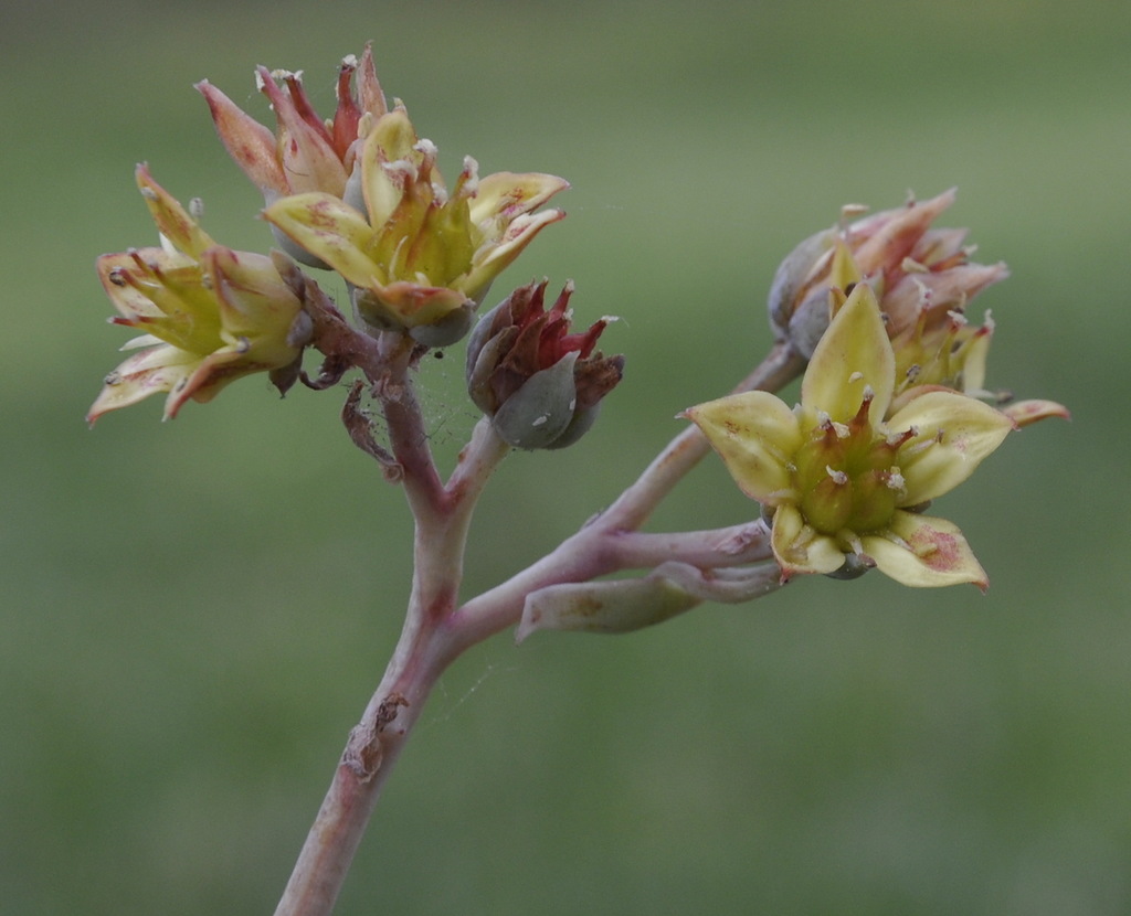 Image of genus &times; Graptoveria specimen.