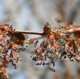 Ulmus pumila. Соцветия. Восточный Казахстан, г. Усть-Каменогорск, правый берег р. Иртыш. 14.04.2012.