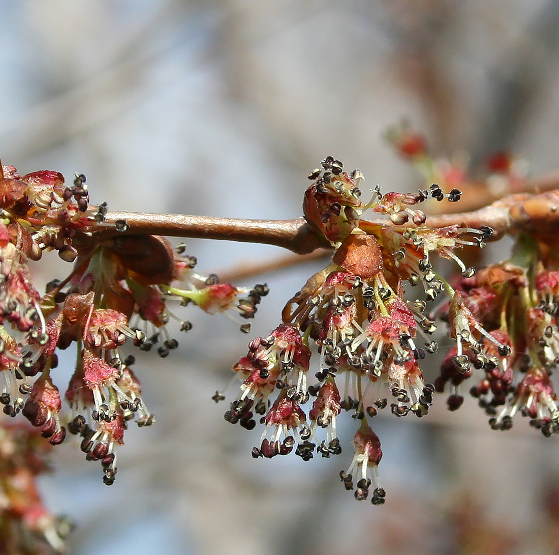 Изображение особи Ulmus pumila.