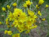 Crepis tectorum