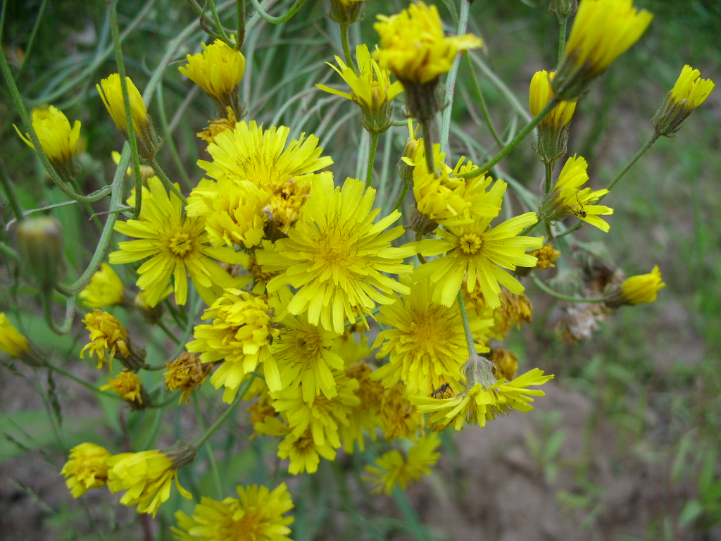 Изображение особи Crepis tectorum.