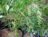 genus Artemisia