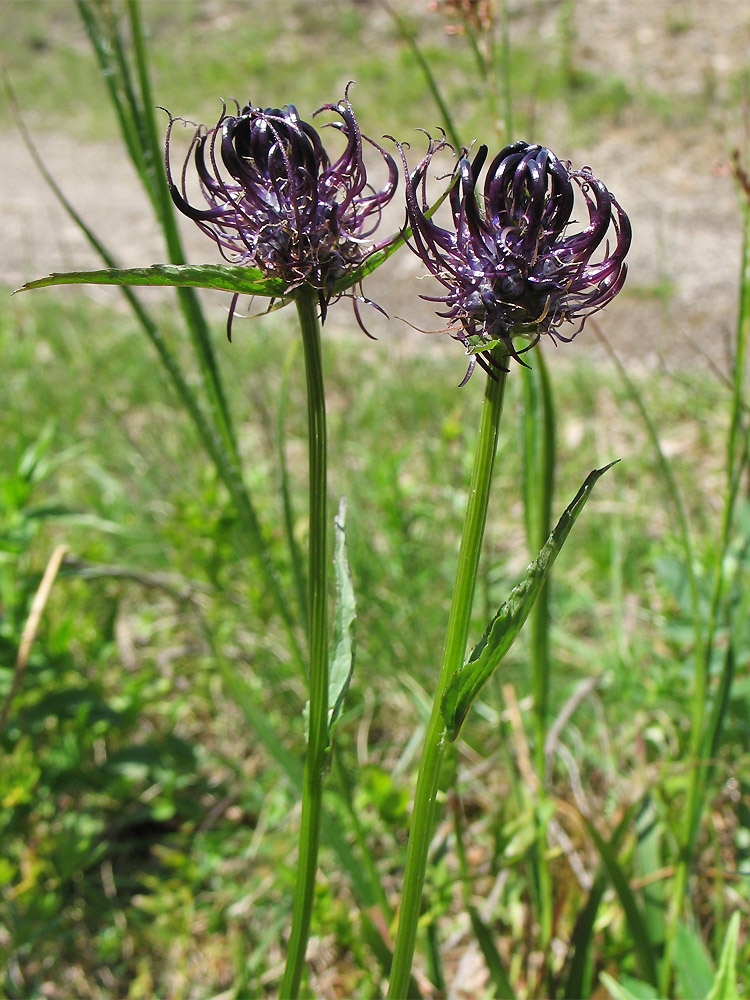 Изображение особи Phyteuma vagneri.