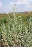 Artemisia absinthium. Цветущие растения. Южный Урал, Челябинская обл., Аркаим. 18.07.2008.