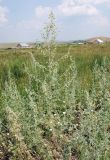 Artemisia absinthium