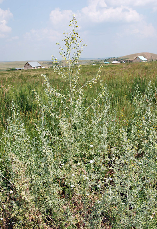 Изображение особи Artemisia absinthium.