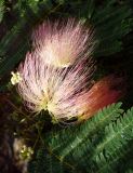 Albizia julibrissin