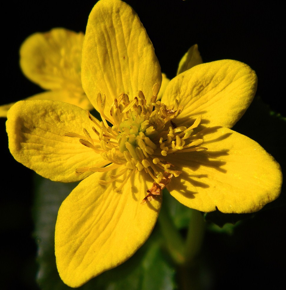 Изображение особи Caltha palustris.