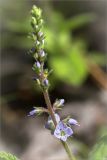 Veronica officinalis. Соцветие. Ленинградская обл., Ломоносовский р-н, Копорье, опушка смешанного леса. 22.06.2014.