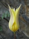Tulipa corynestemon